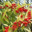 Aucuba japonica 'Longifolia 'fruits P25